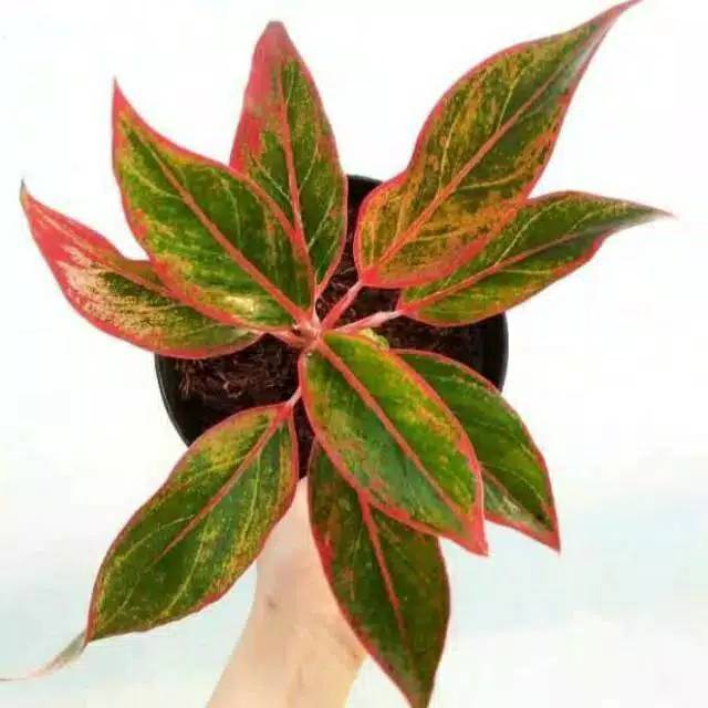 Taman hias aglonema lipstik pohonan hias