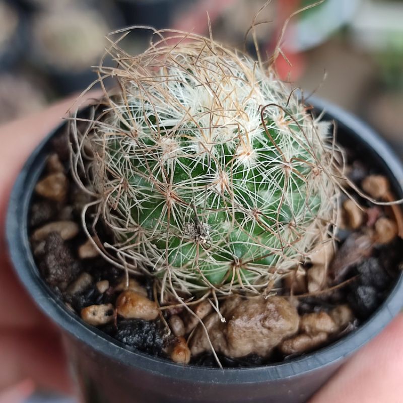 Mammillaria leptacantha/Kaktus mak lampir import ownroot