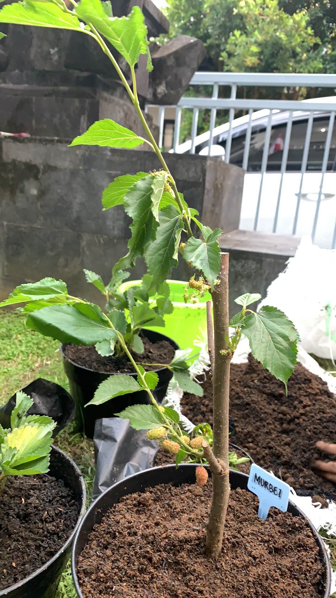 Bibit Murbei Berbuah