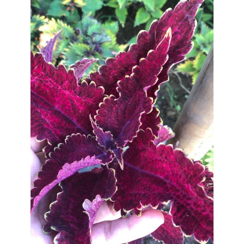 miana_premium/miana_langka/iler/jawerkotok/coleus