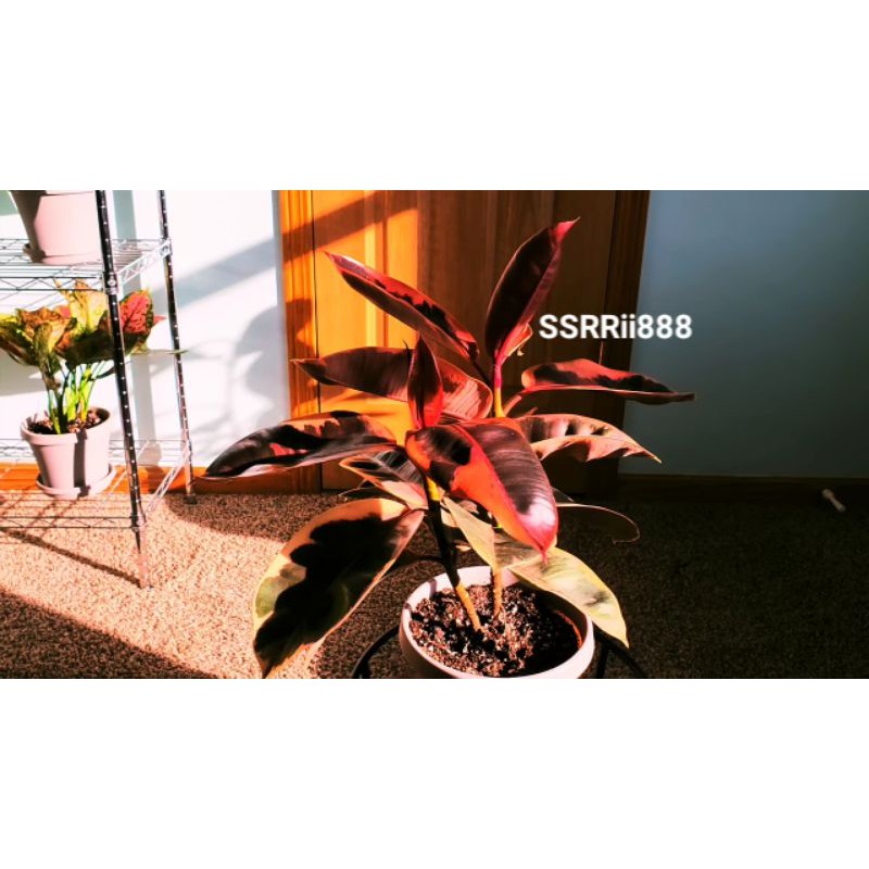 FICUS ELASTICA RED RUBY
