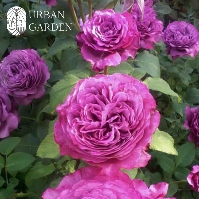 MAWAR IMPOR CLAUDE BRASSEUR