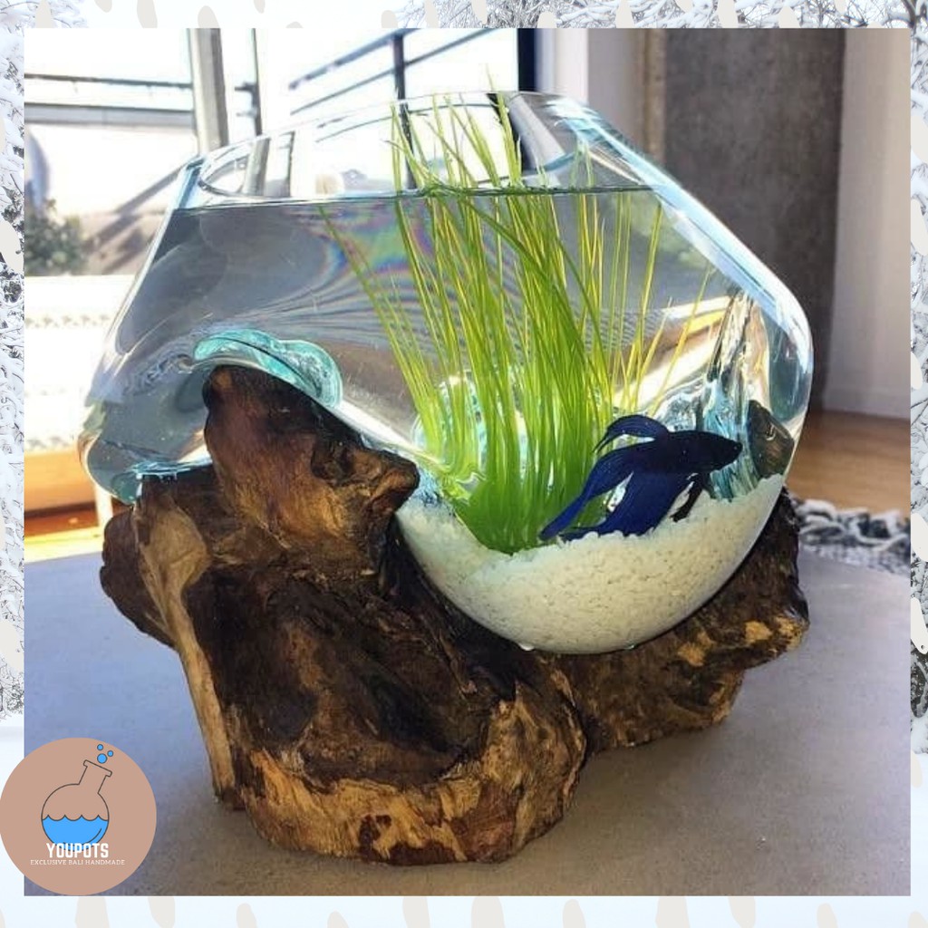 Akuarium ikan cupang - SIZE XL / Aquascape / Aquarium unik glasswood
