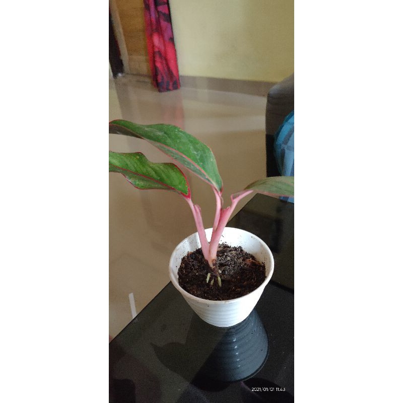 aglonema lipstik merah (sri rejeki)