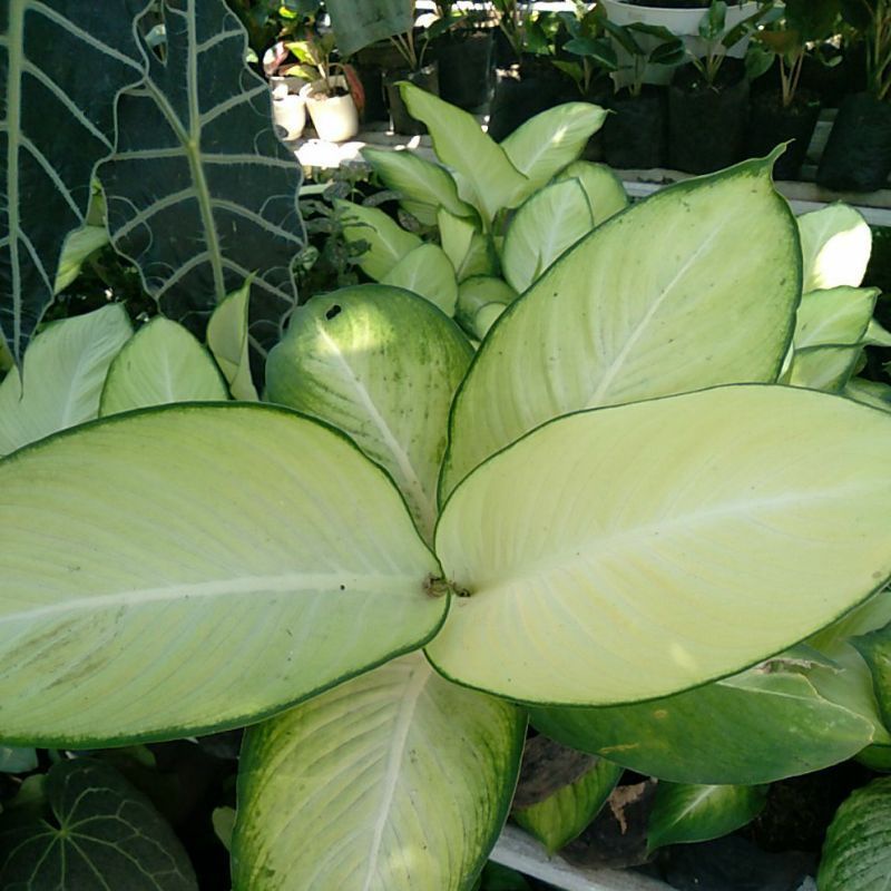 Tanaman hias aglonema tisu bangkok