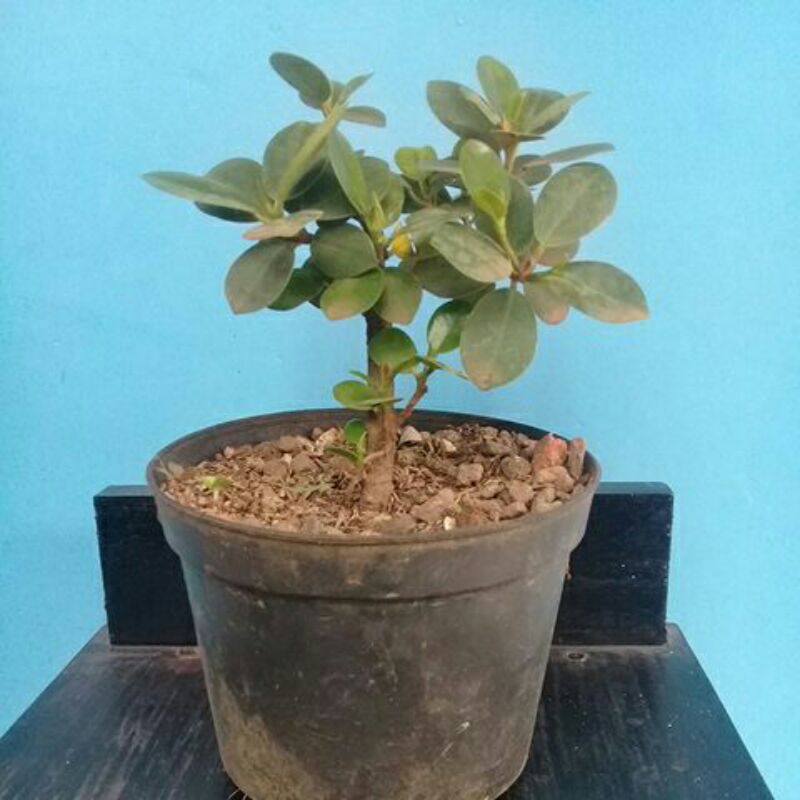 bonsai dolar