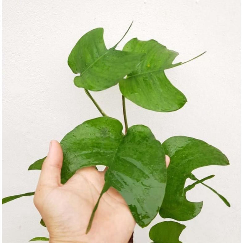 philodenron skeleton key/tanaman monstera epipremnum skeletonkey