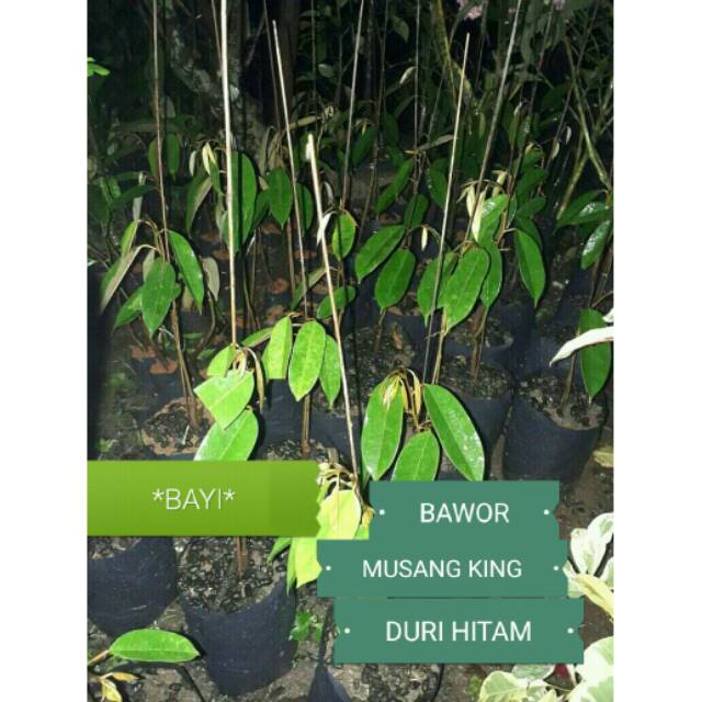 BIBIT DURIAN BAYI BAWOR/MUSANGKING/DURI HITAM*BIBIT DURIAN BANYUMAS*BIBIT DURIAN