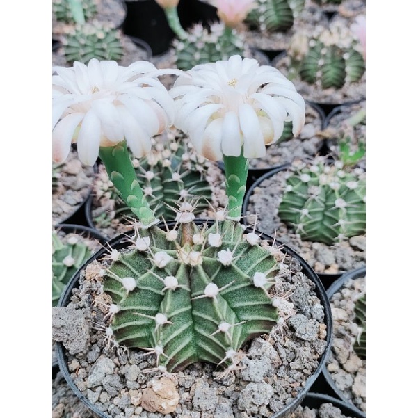 Kaktus gymno miha hybrid dari biji