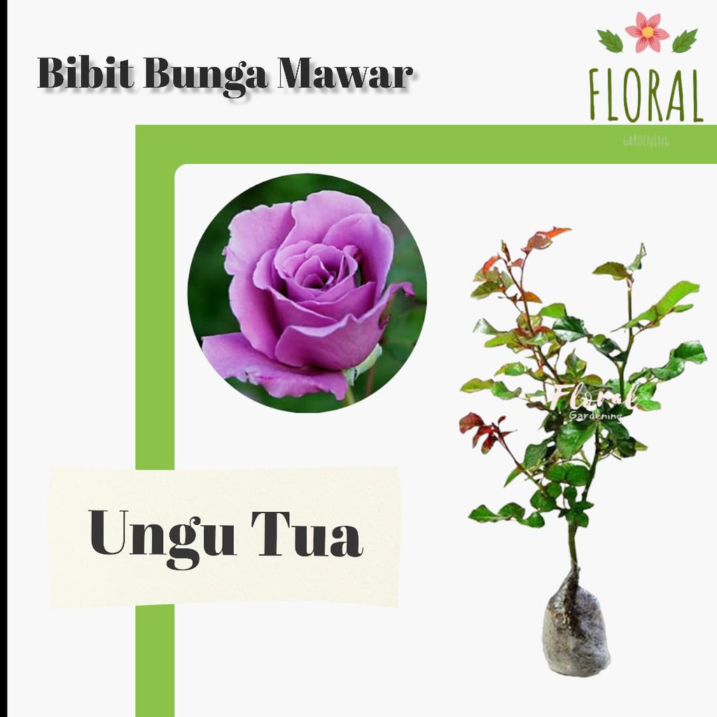 Tanaman hias bunga mawar hidup ungu tua / 1 pcs/ 100 gram/ Bunga mawar/ Bunga mawar hidup/ asli