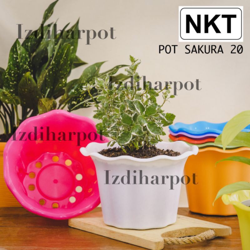 Pot bunga tanaman warna warni nkt sakura 20cm model mawar - nkt sakura