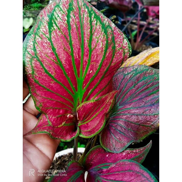 Caladium/Keladi WS Ceria/Super Red Ceria/ Daun Ganfa