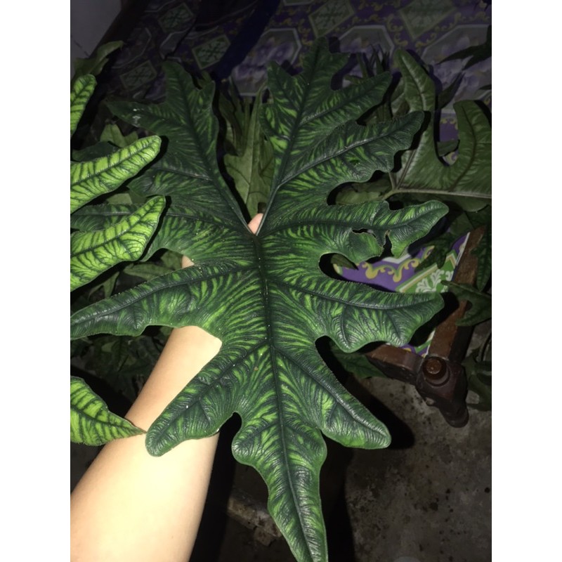 bonggol alocasia jacklyn