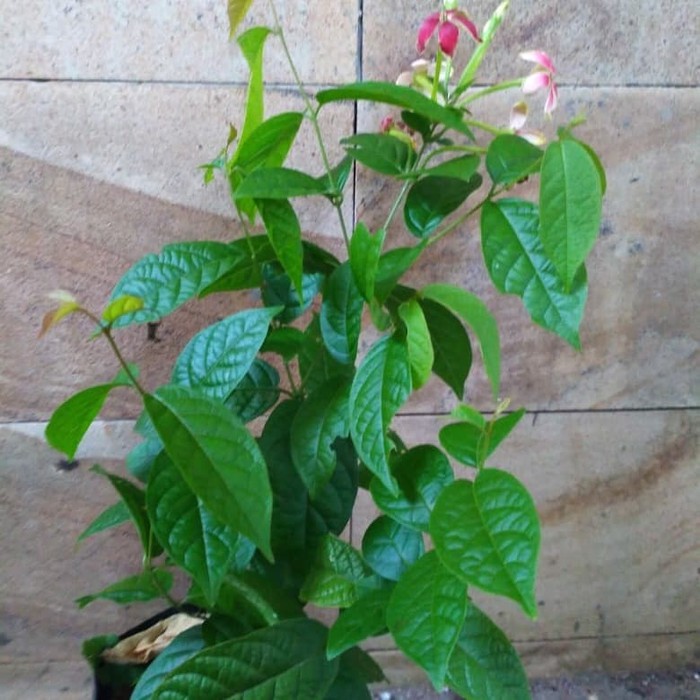 

Melati Belanda / Lisqualis