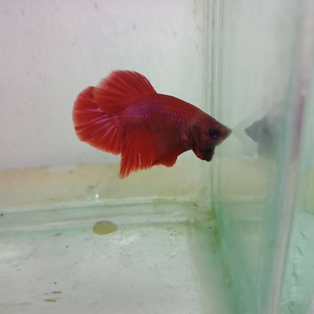 Cupang pk super red