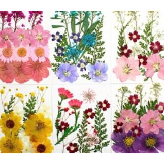 Pressed Dried Flower - Bunga Kering Press #04