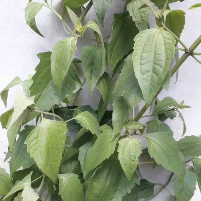 herbal daun balakacida 300 gram