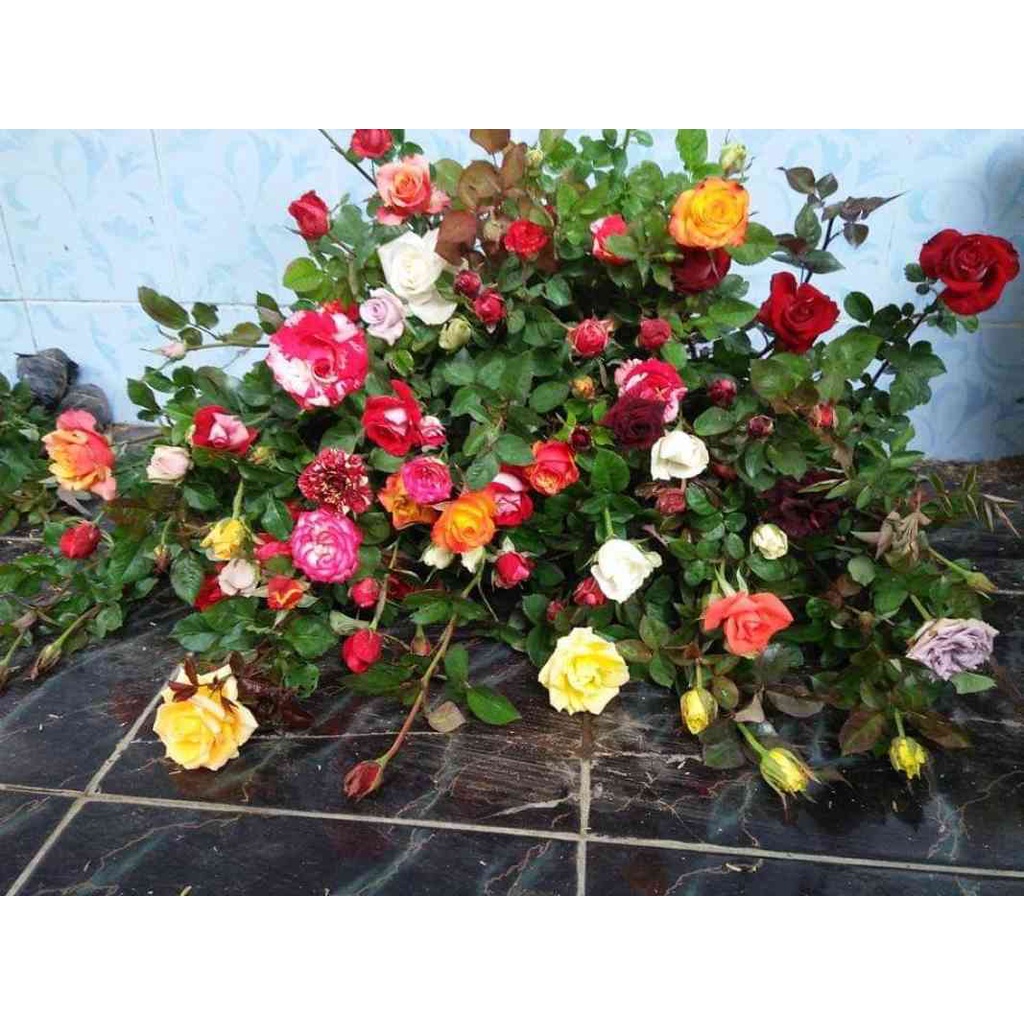 Tanaman mawar sudah berbunga  - tanaman hias bunga mawar holland - kuncup - Bisa Pilih Warna/Bunga Mawar Hidup wangi