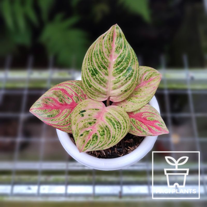 Aglaonema Marsha Anjani