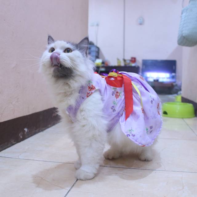  Kucing  Lucu Ungu 