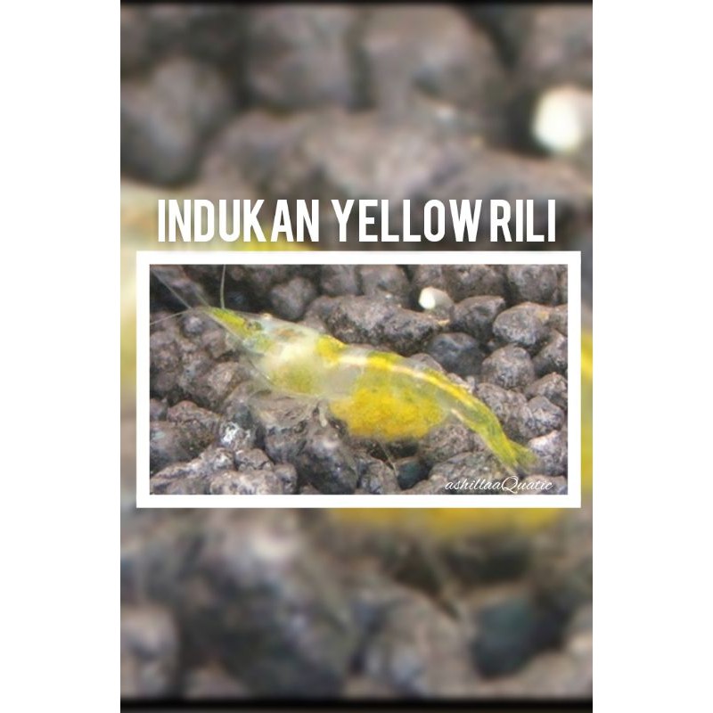 udang hias indukan yellow rili