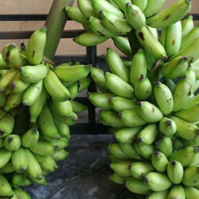 Pisang Uli Harga 1 Tandan Shopee Indonesia