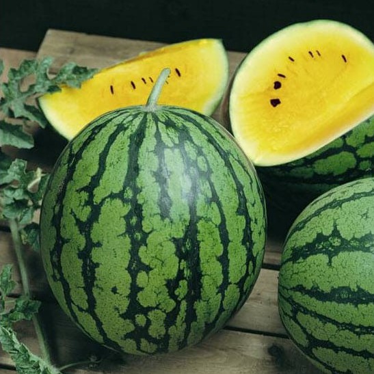 Benih SEMANGKA KUNING - Biji Bibit Buah