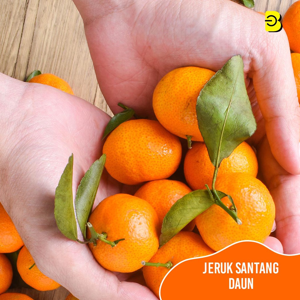

PROMO BUAH JERUK SHANTANG | JERUK SHANTANG DAUN | BUAH SHANTANG DAUN SEGAR
