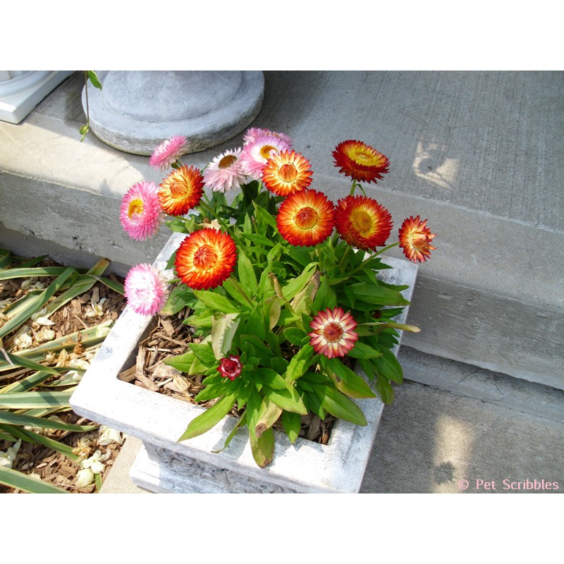 Benih-Bibit Bunga Strawflower Swiss Giant Mix (Haira Seed)
