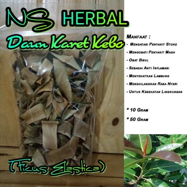 Daun karet kebo kering isi 10 gram