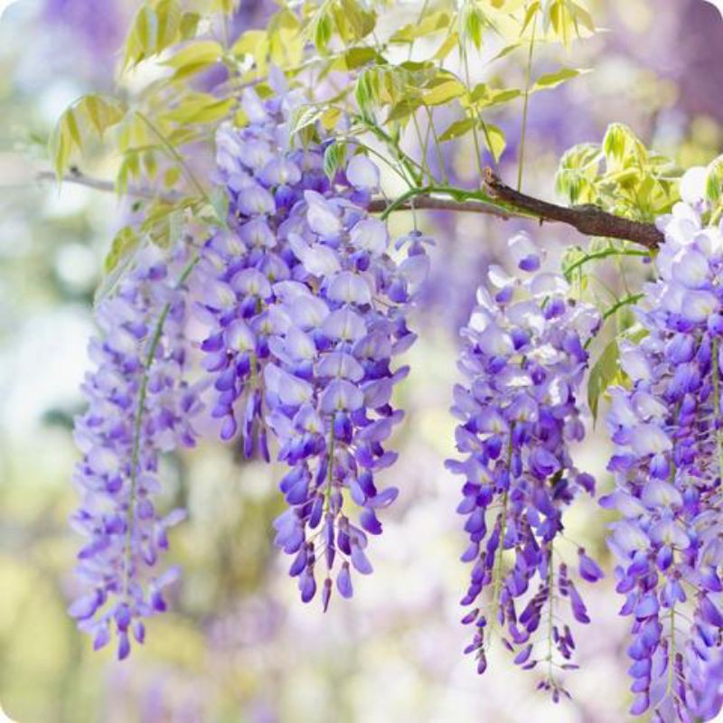 Bibit / Benih / Seed Bunga Wisteria Jepang  Bunga Fuji Pohon Wisteria