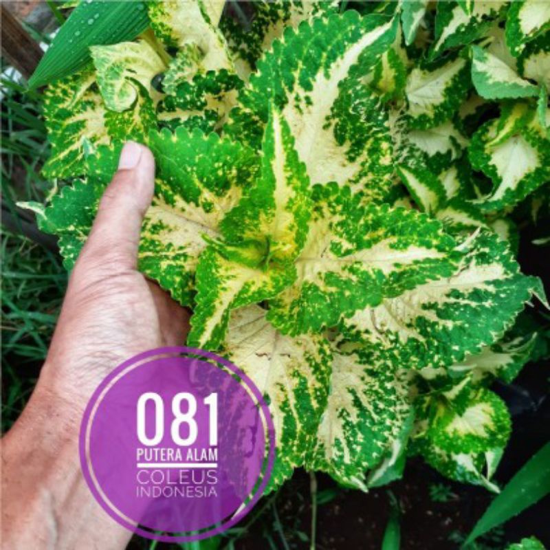 Miana id gaun ratu/tanaman hias/Jawer kotok/