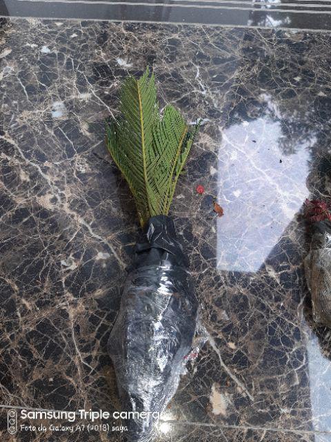 Tanaman Hias Palem Sikas-bibit Tanaman Sikas