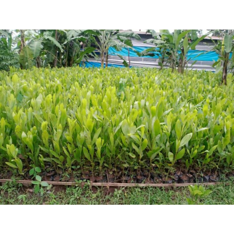 Bibit Akasia Mangium