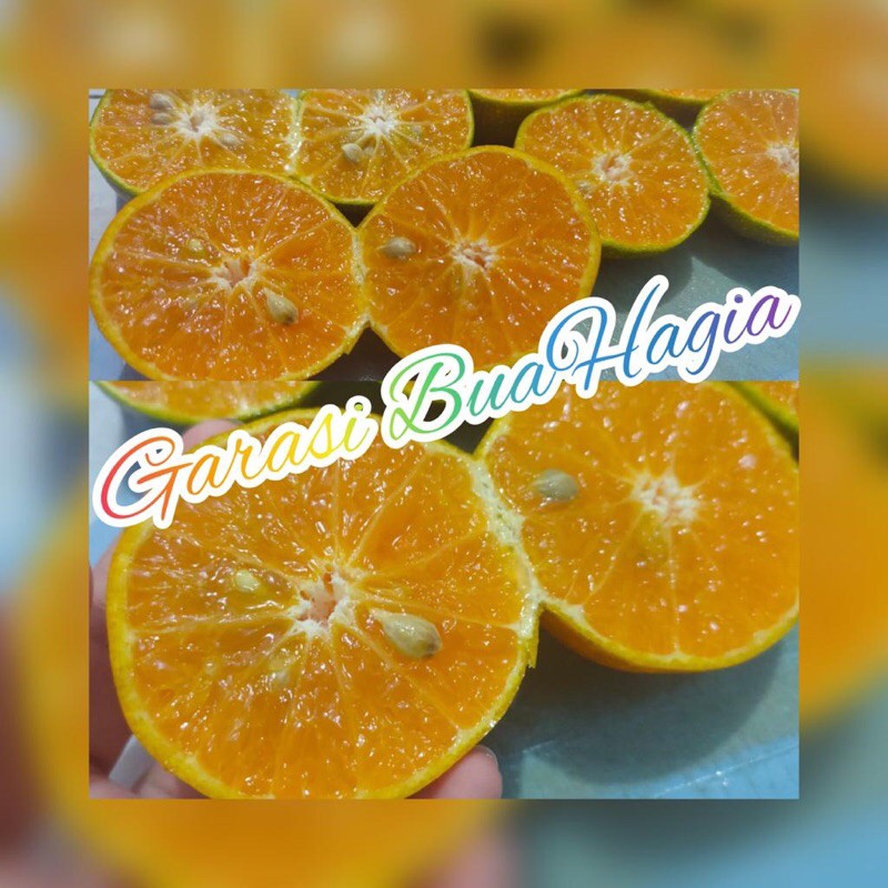 

Juper 3kg /semboro /bulir melimpah