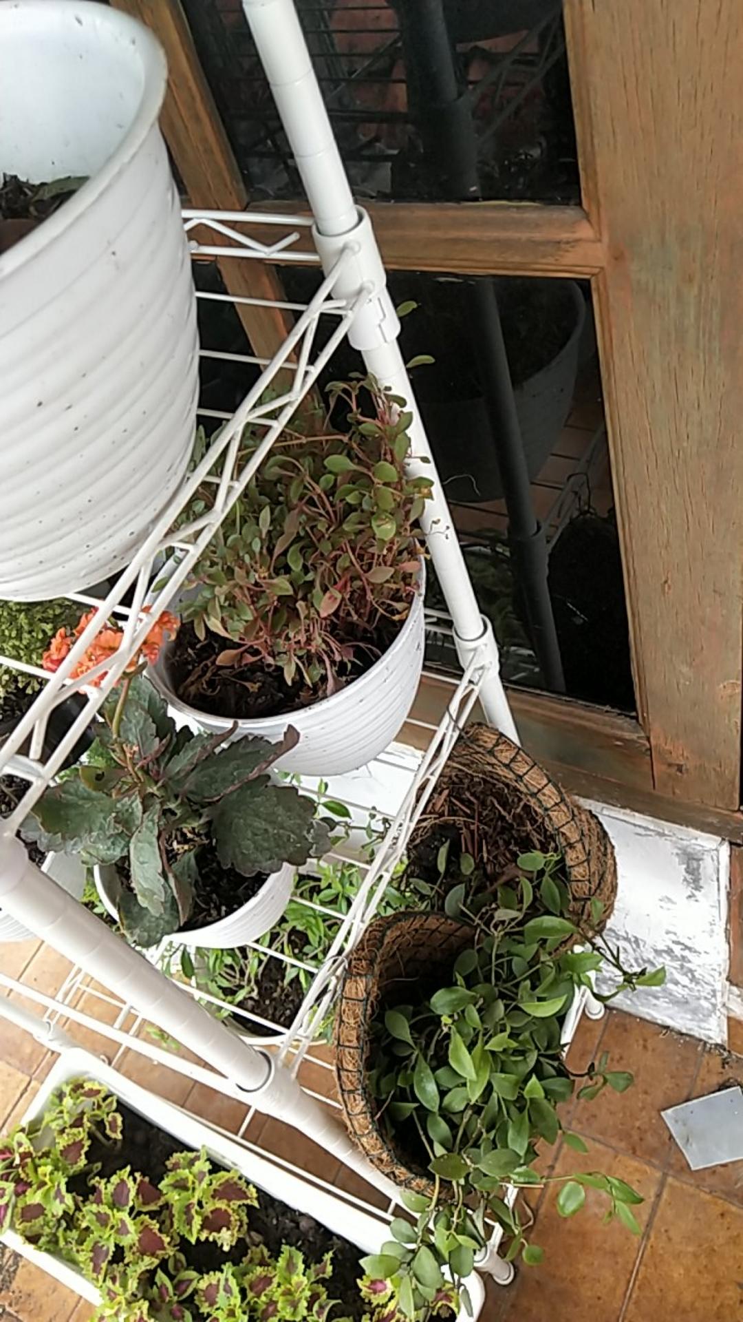 Tanaman Gantung Pilea Nummuraliifolia