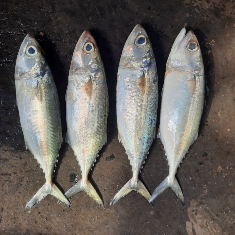 

ikan kembung banjar fresh harian bukan frozen langsung dari nelayan 1kg