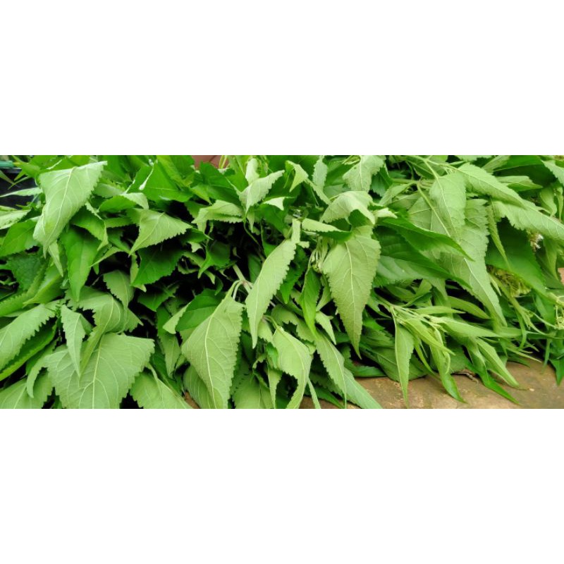 

1kg daun kirinyuh segar termurah herbal murah