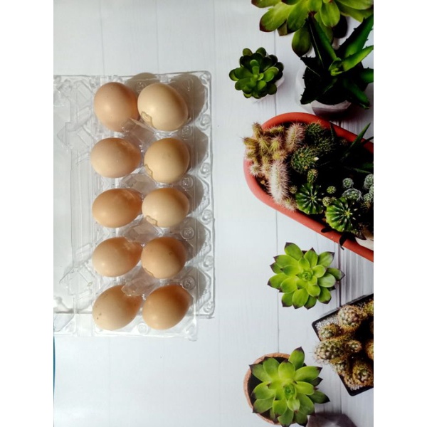 

Telur Ayam Kampung Asli / Telur Ayam Kampung Konsumsi