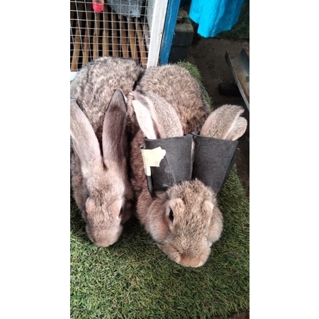 Kelinci Flamish Giant usia 3 bulan