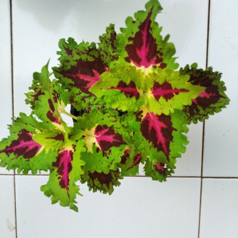 Tanaman hias Miana kembang batik tanaman hias