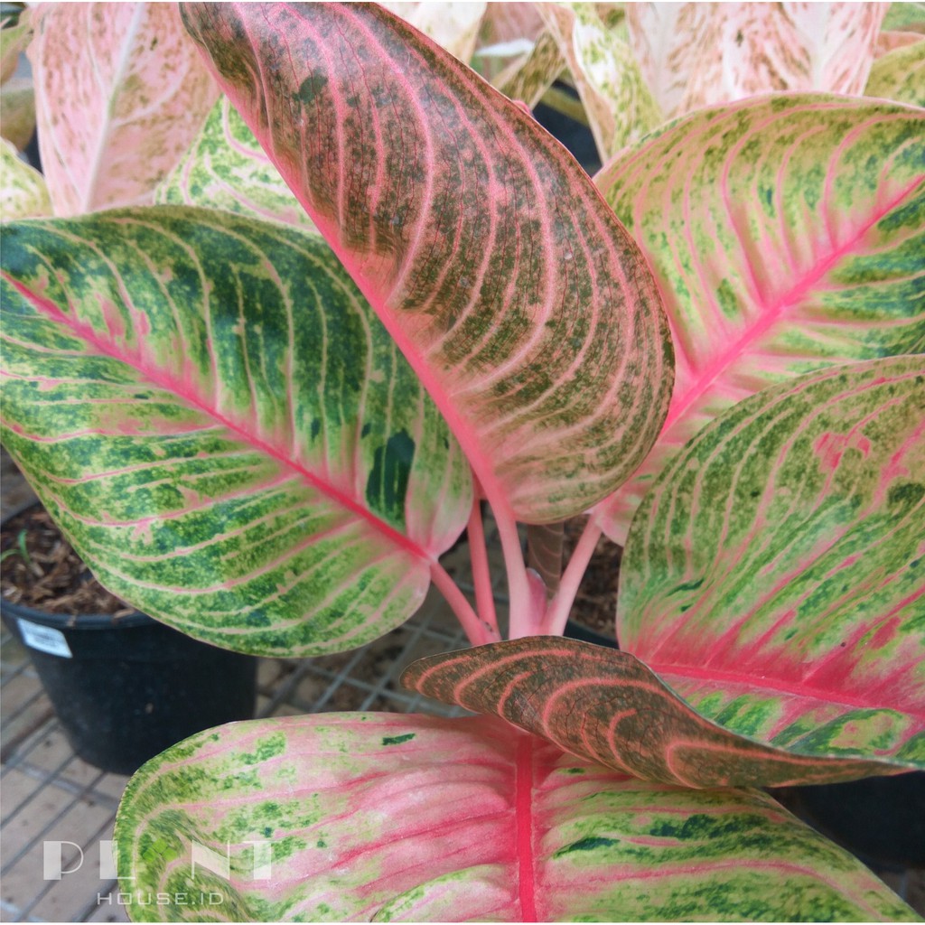  Aglaonema  Moonlight  Shopee Indonesia