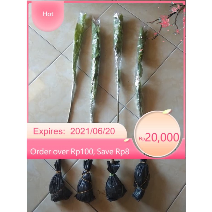 Paket Bibit Tanaman Bunga Kantil Kuning