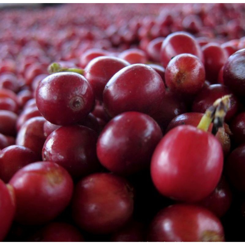 

Kopi Biji Merah 1KG Kwalitas Bibit Kopi cery Berkulit Merah Biji Kopi Cherry Kopi Berkulit Merah bisa pakan luwakPakan Luwak Buah Merah Biji Kopi Cherry Kopi masih Berkulit merah