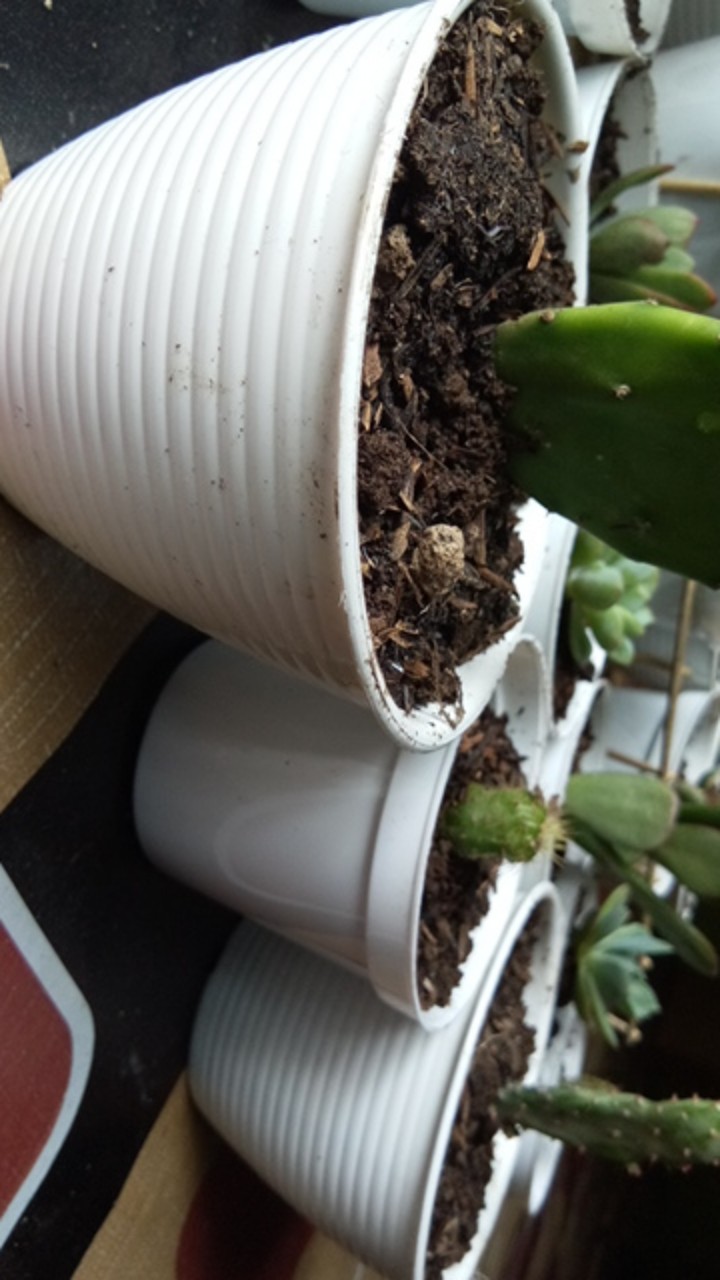 Pot Tawon Putih Dim 10cm