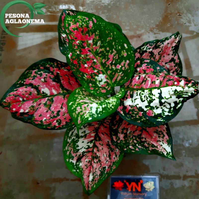 AGLAONEMA DUD TRI COLOUR_AGLONEMA HIAS IMPORT