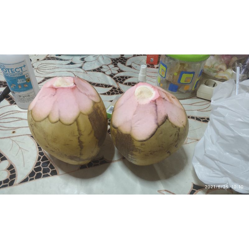 

Kelapa Ijo