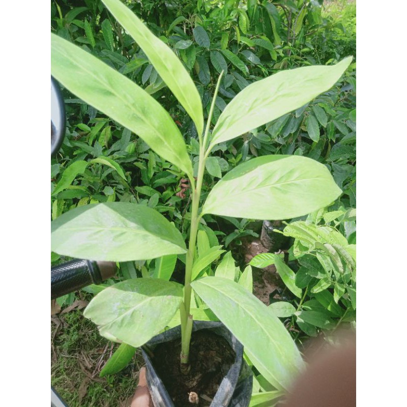 bibit lengkuas (laos) bumbu dapur