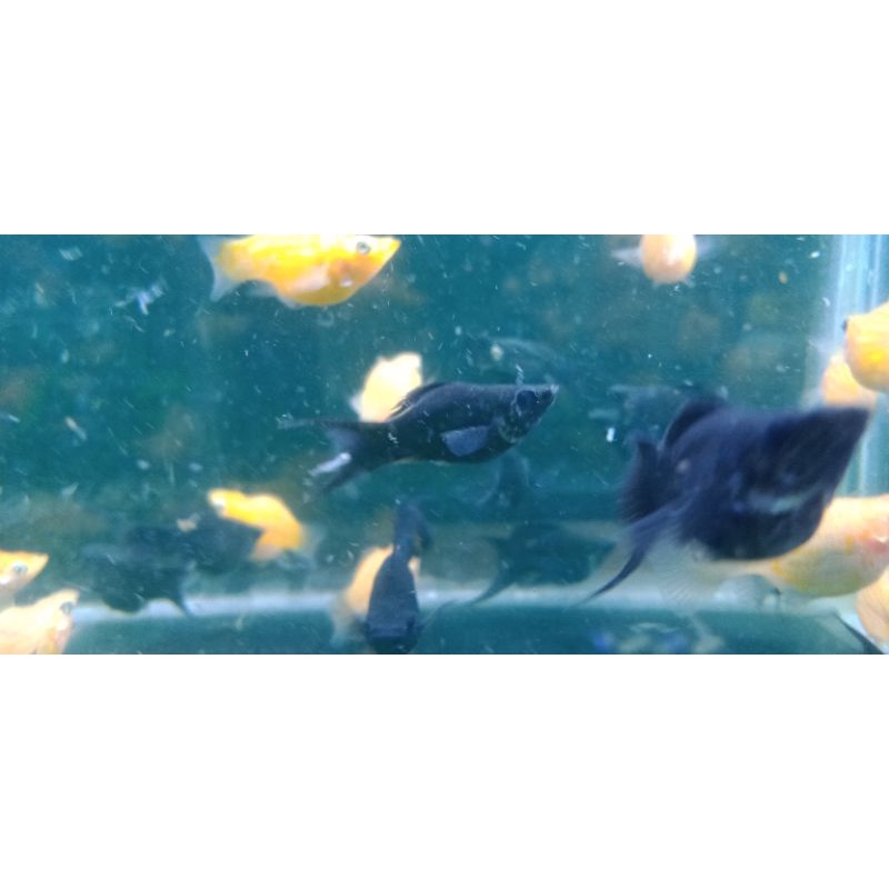 

IKAN BLACK MOLLY