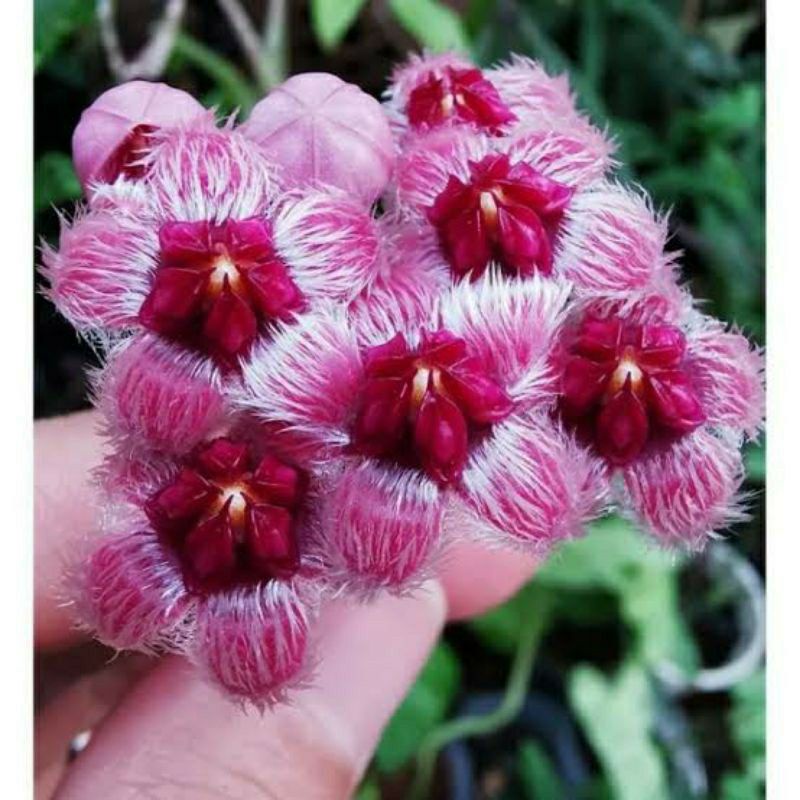 hoya Sulawesiana hoya aspar